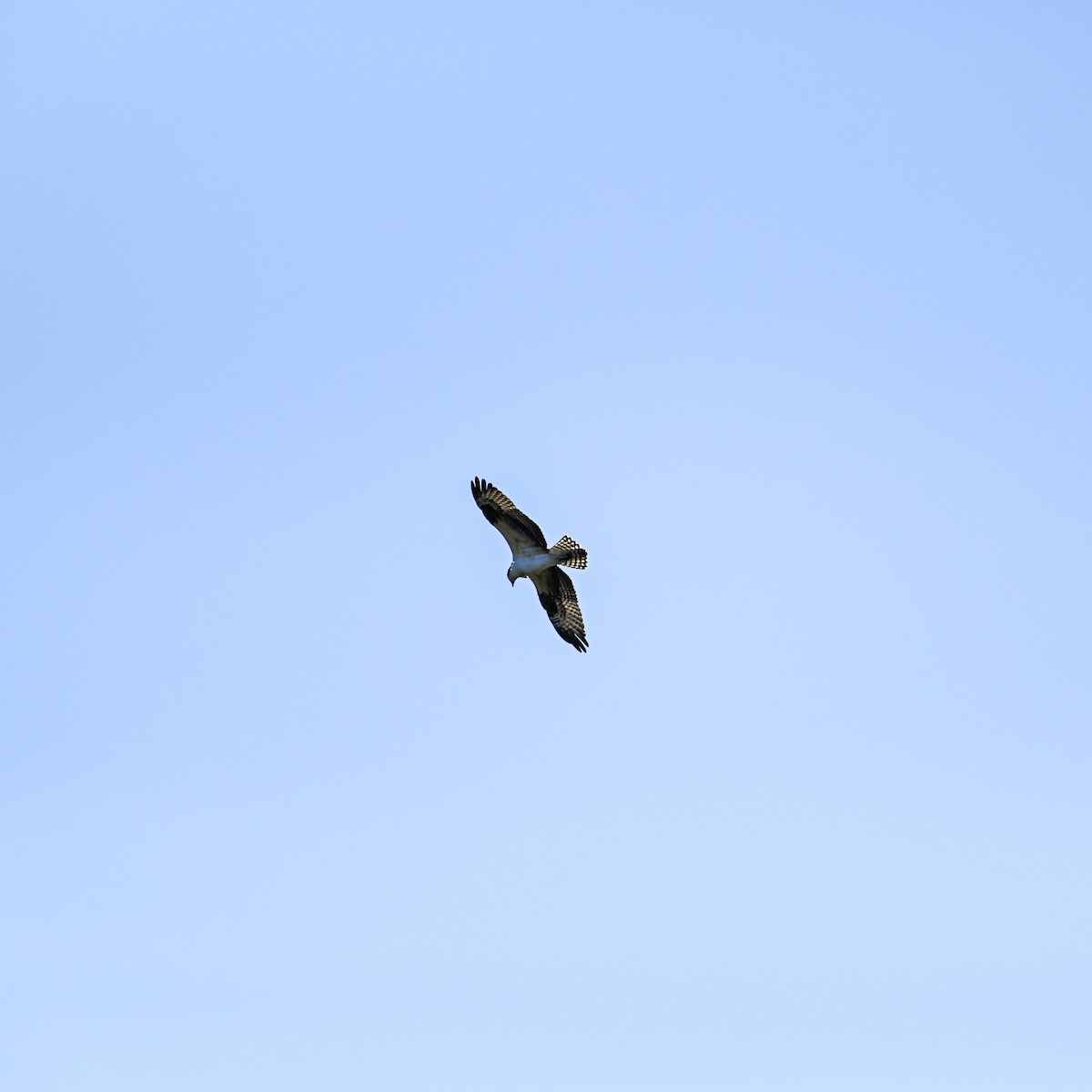 Osprey (American) - ML644998844