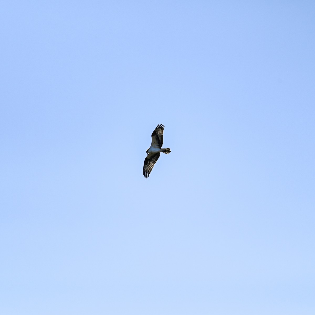 Osprey (American) - ML644998845