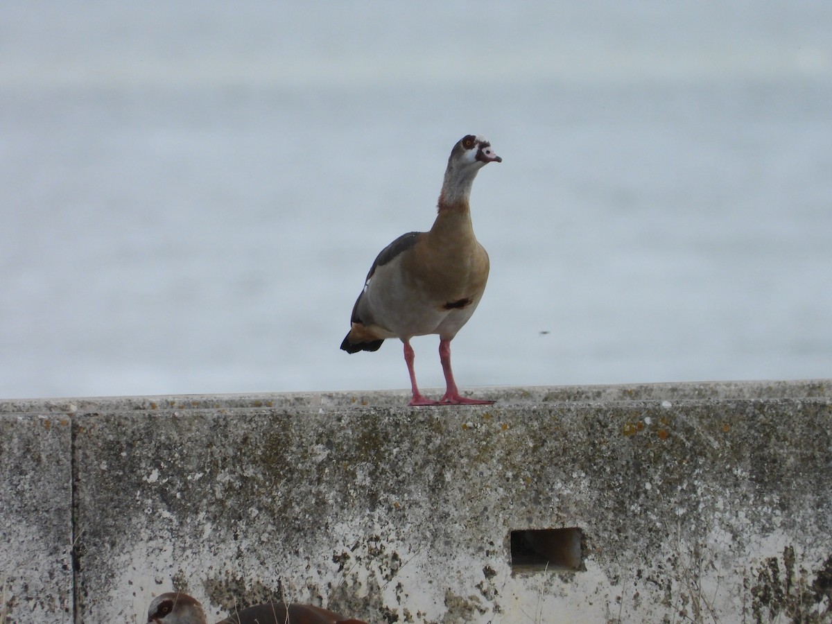 Egyptian Goose - ML644998846