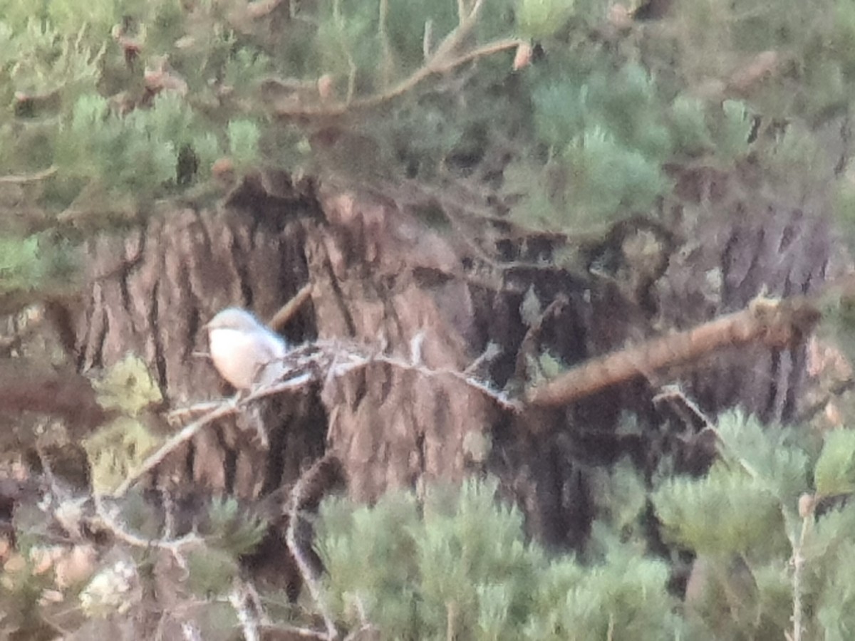 Great Gray Shrike - ML644998857