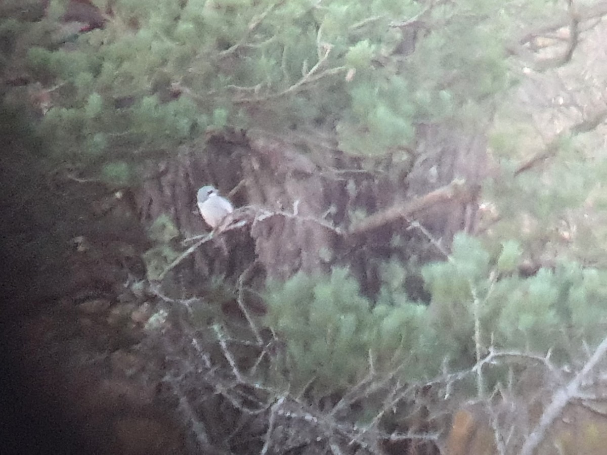 Great Gray Shrike - ML644998858
