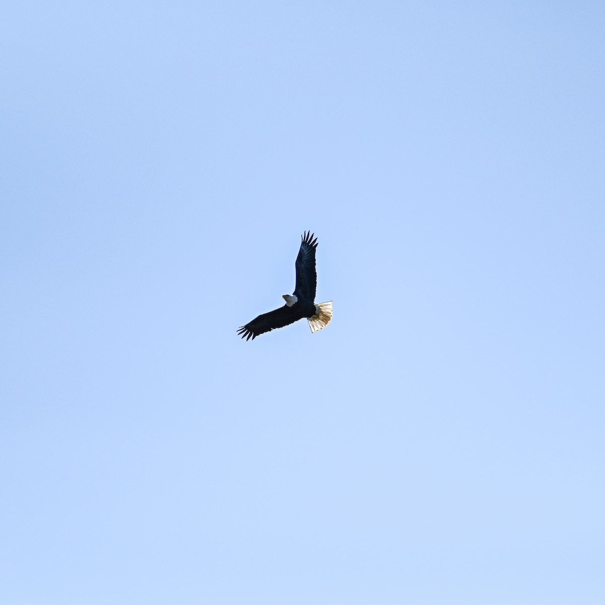 Bald Eagle - ML644998865