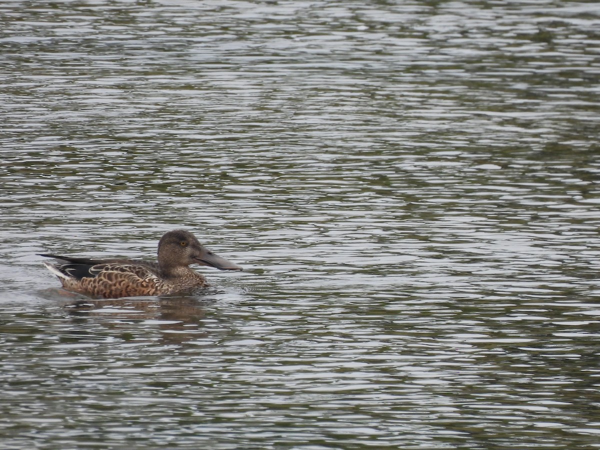 Ahate mokozabal zuria - ML644998869