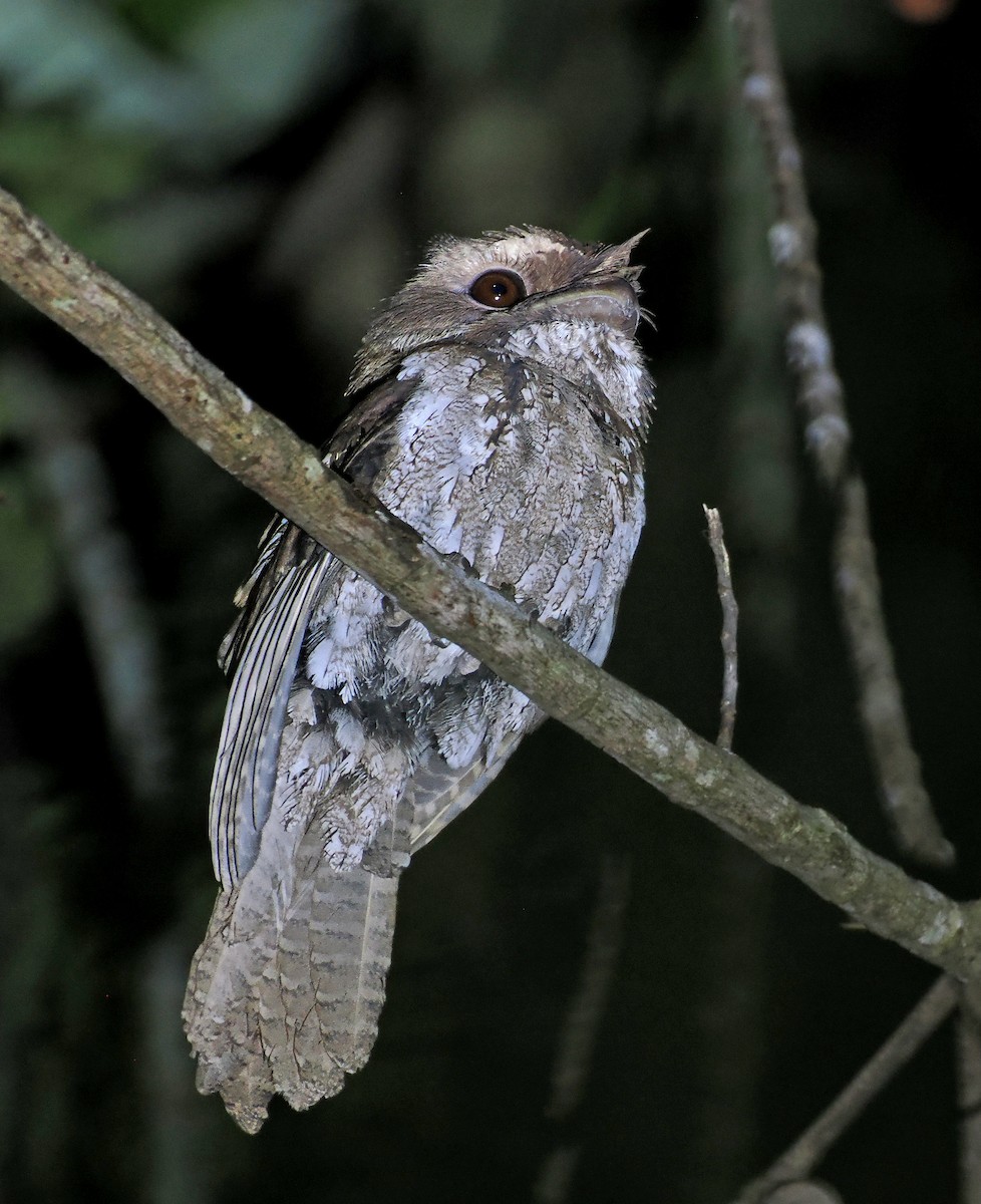 チャイロガマグチヨタカ（ocellatus グループ） - ML644998876