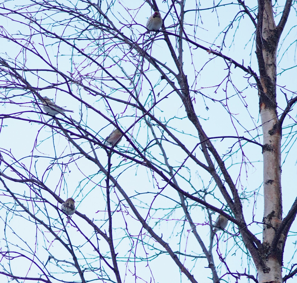 Redpoll - ML644998880