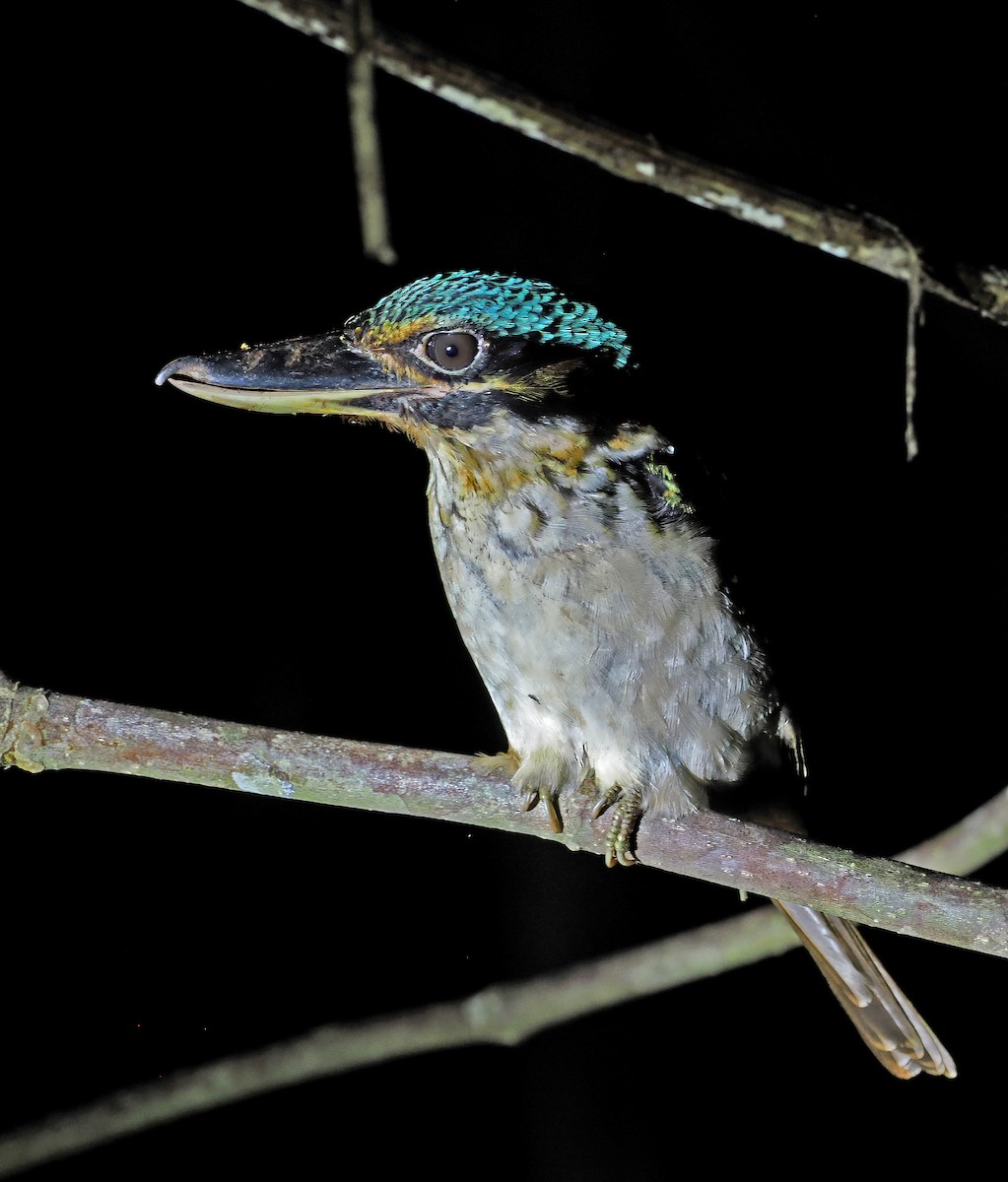 Kancalı Yalıçapkını - ML644998881