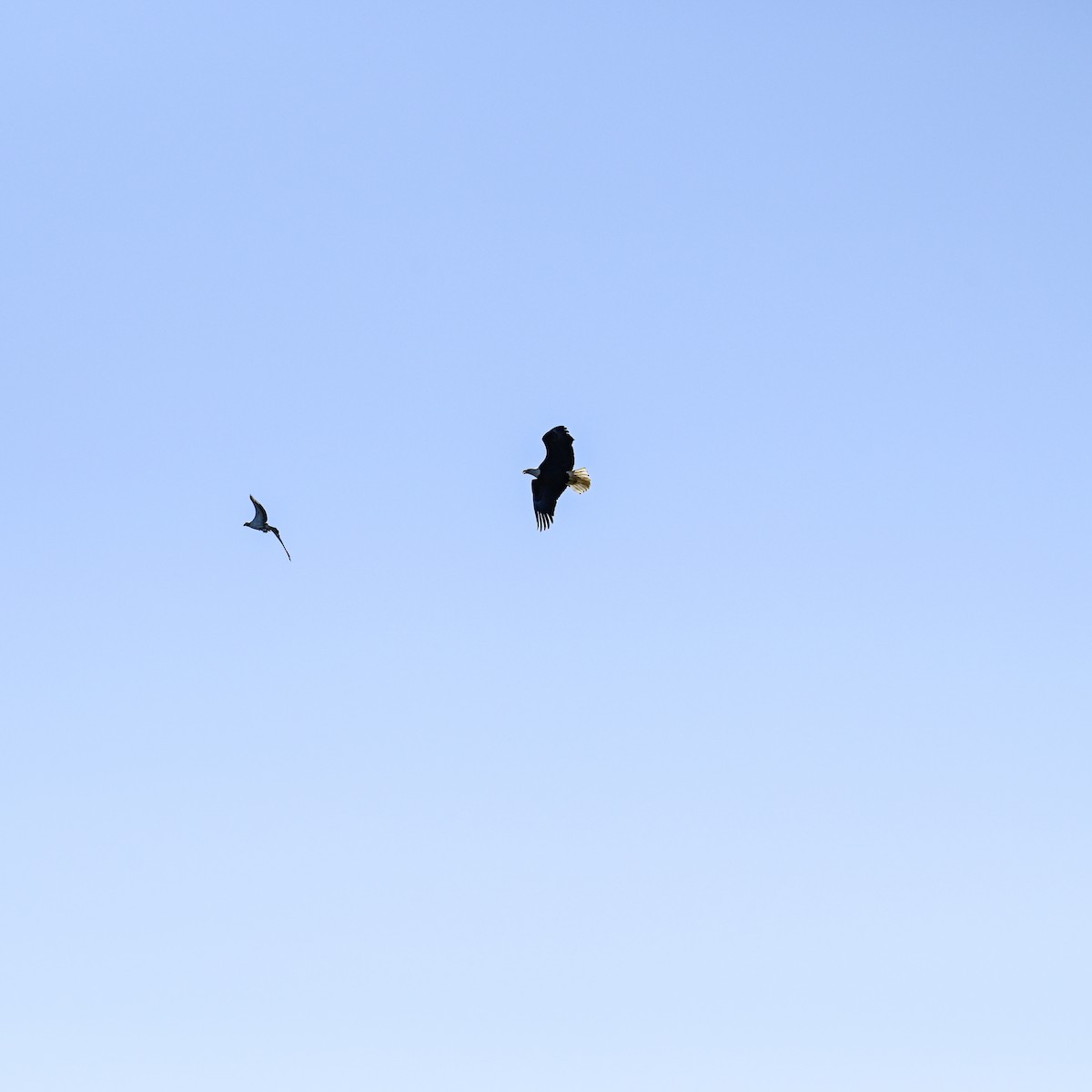 Bald Eagle - ML644998897