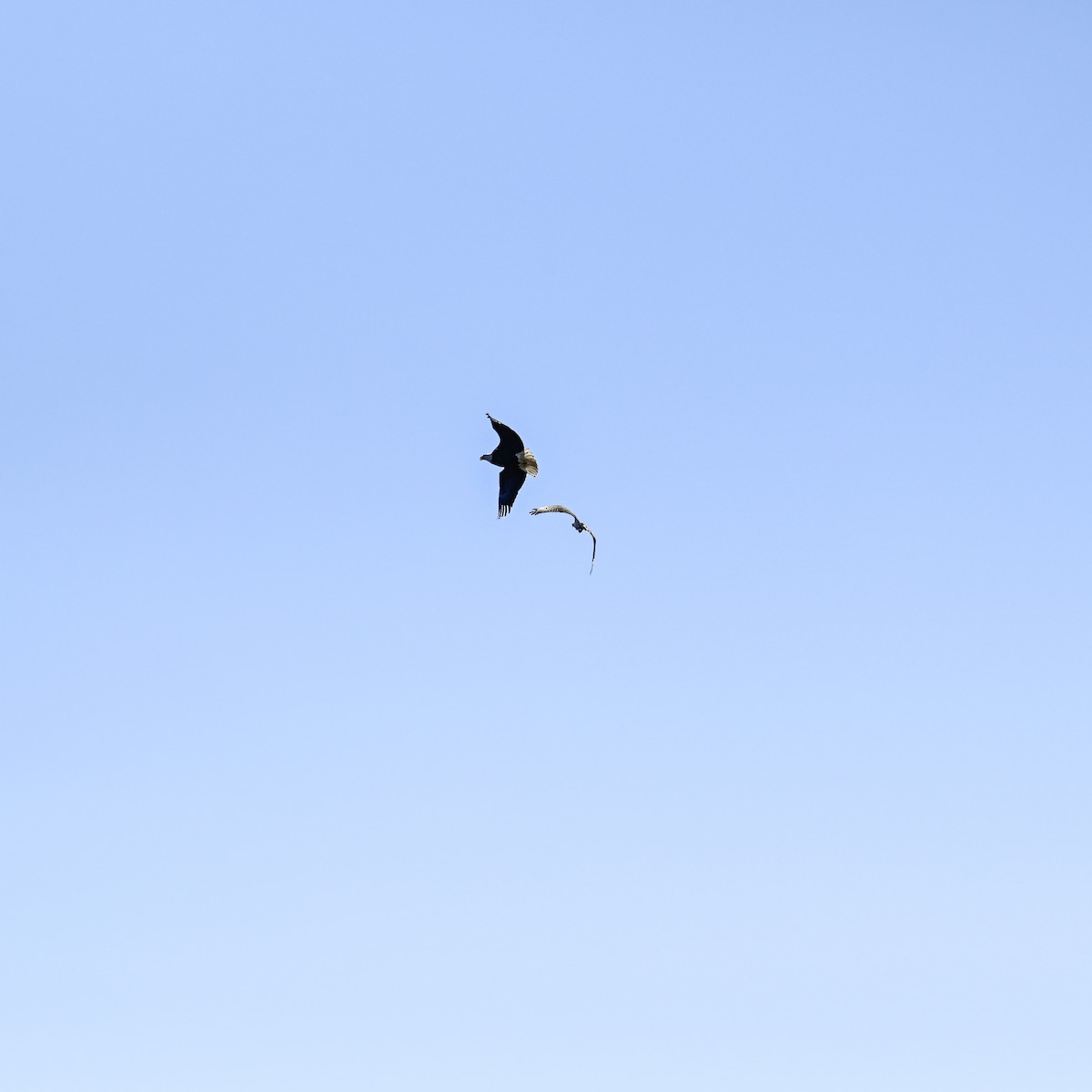 Bald Eagle - ML644998898