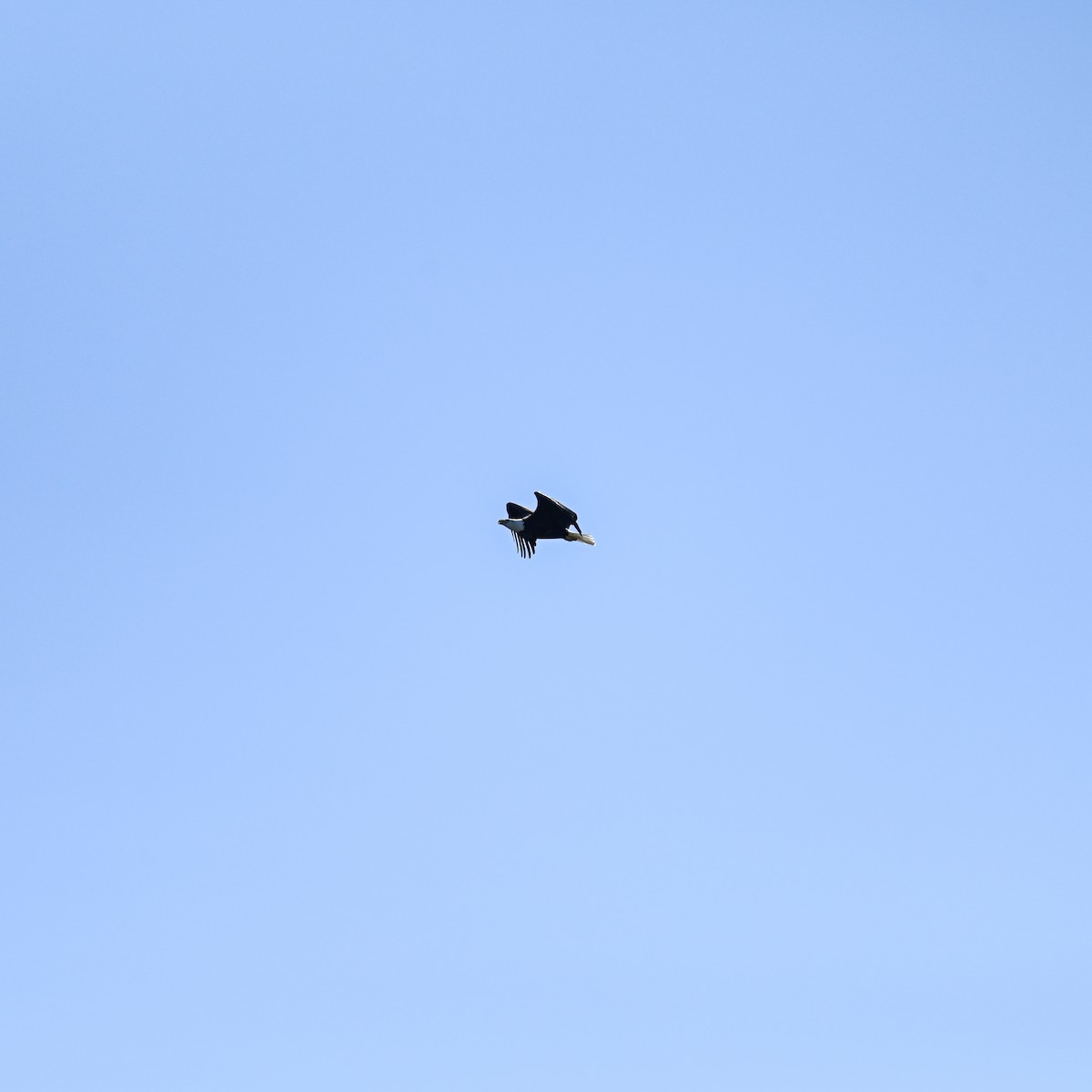 Bald Eagle - ML644998921