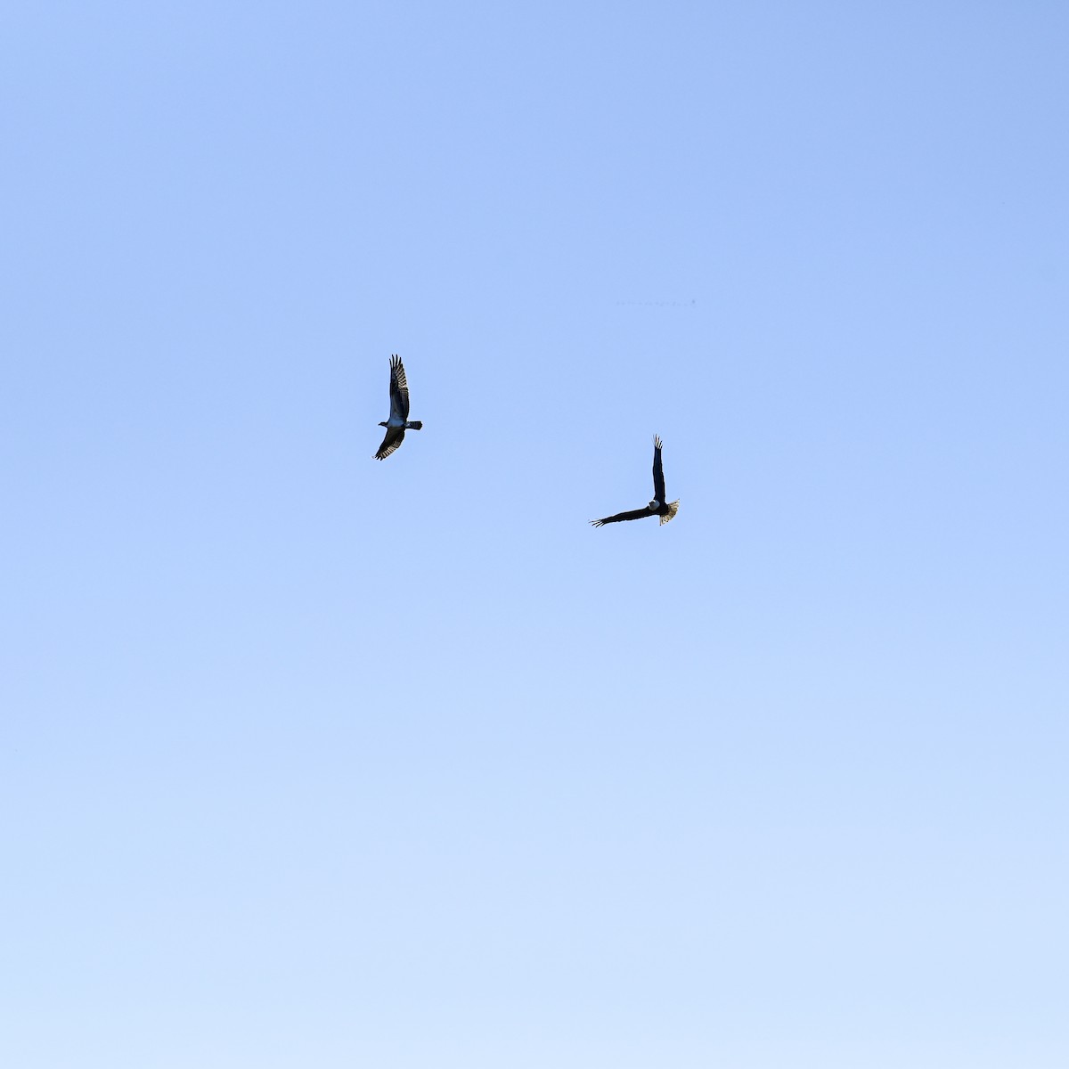 Bald Eagle - ML644998925