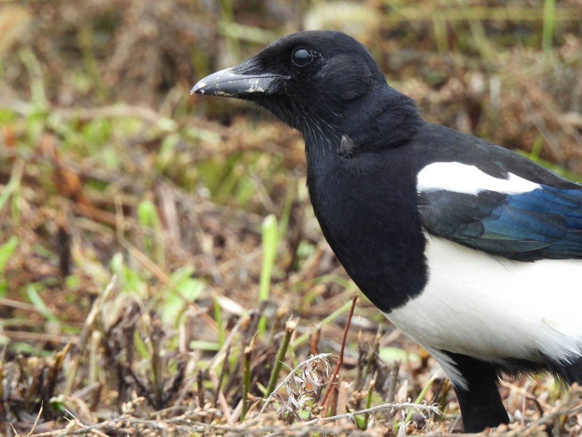 straka čínská - ML644998927