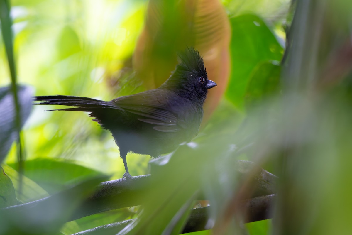 Масковая батара - ML644998942