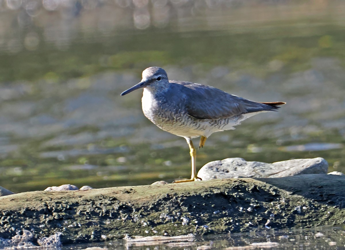 キアシシギ - ML644998947