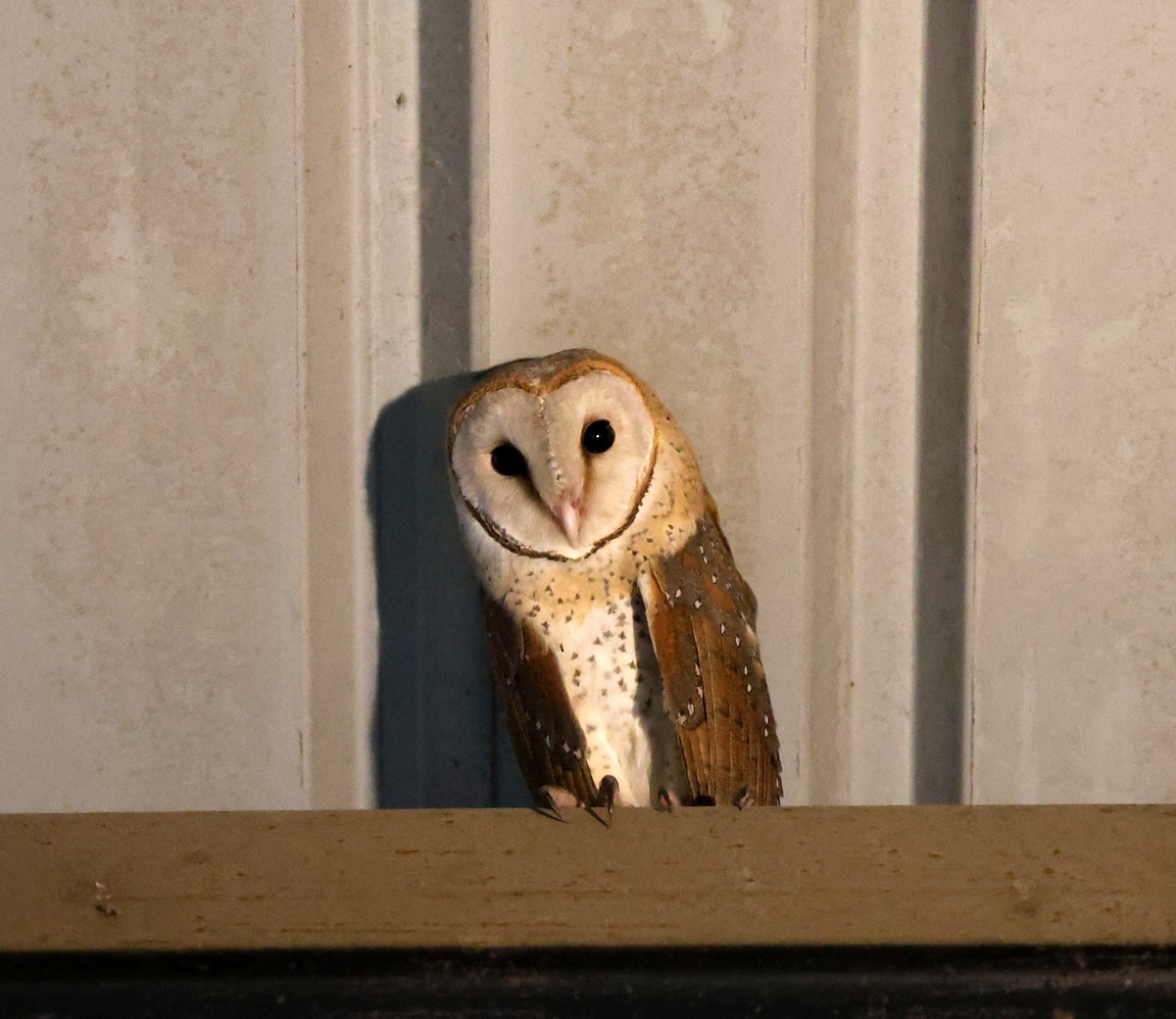 Eastern Barn Owl - ML644998965
