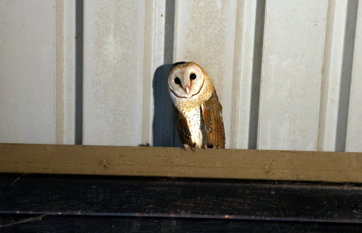 Eastern Barn Owl - ML644998967