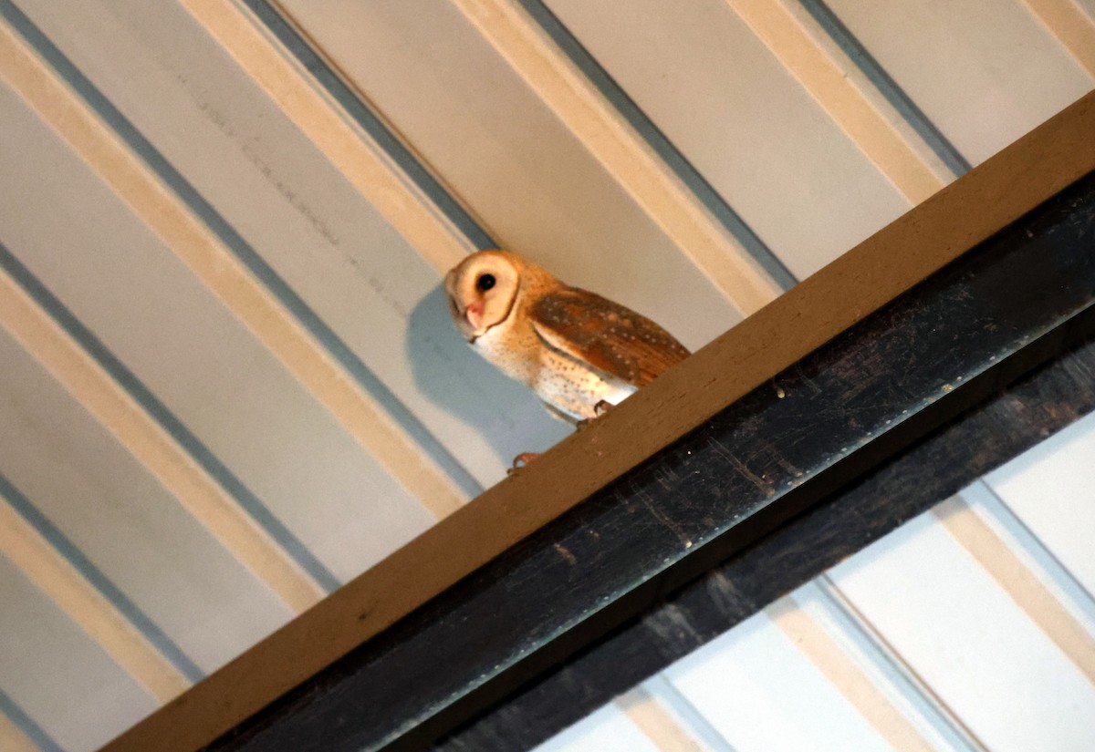 Eastern Barn Owl - ML644998968