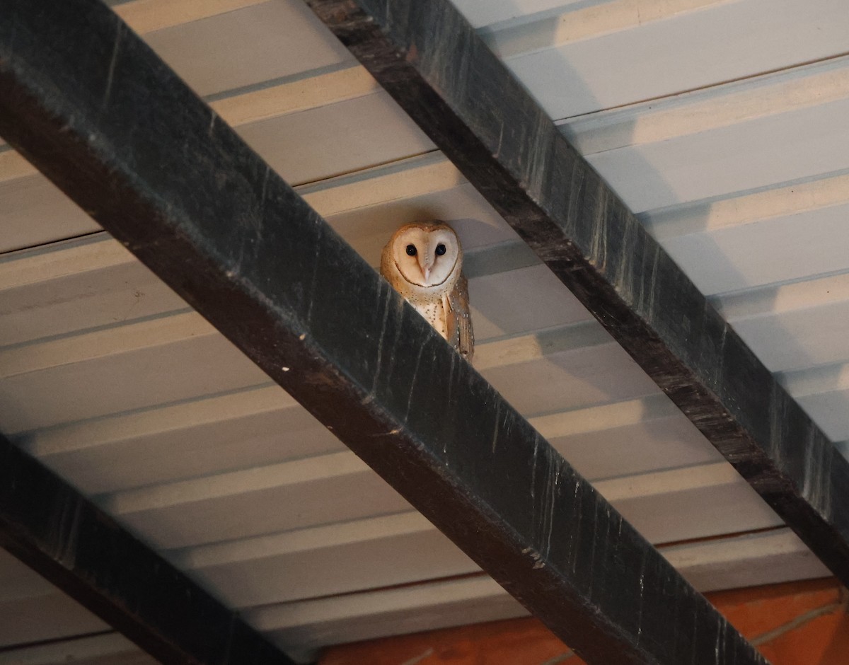 Eastern Barn Owl - ML644998969