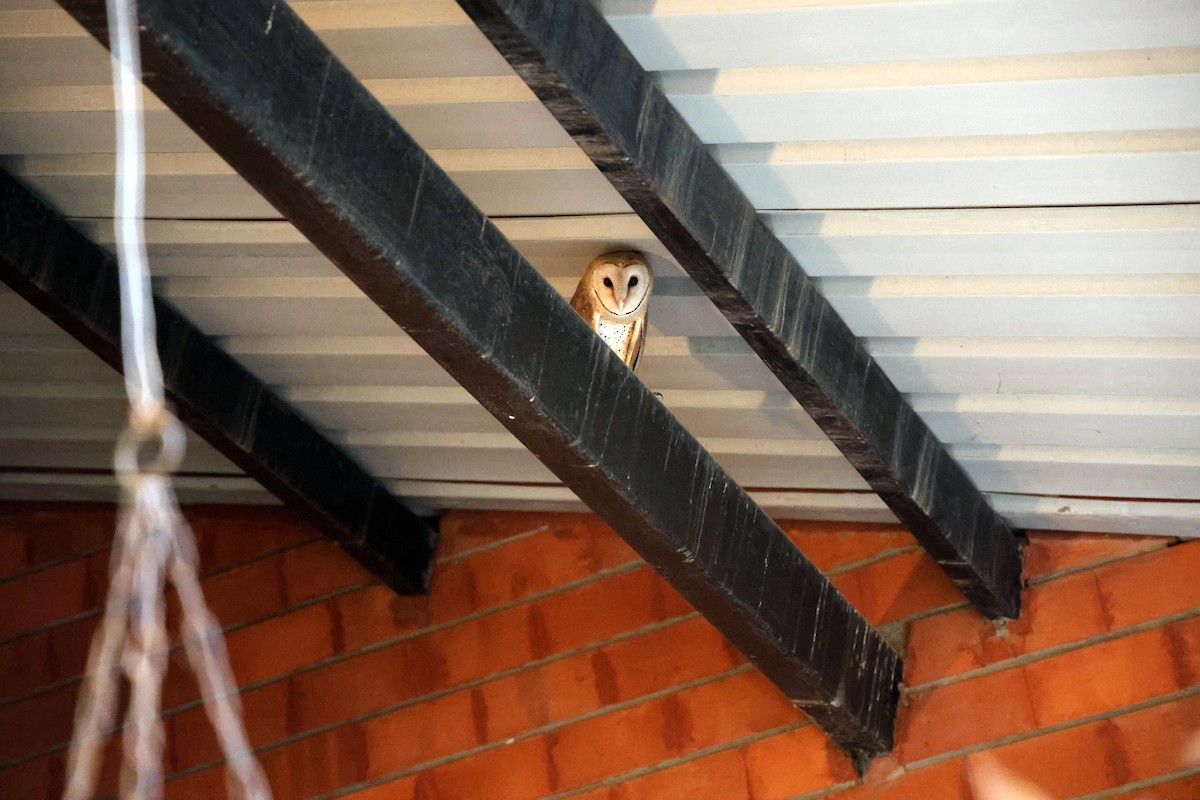 Eastern Barn Owl - ML644998970