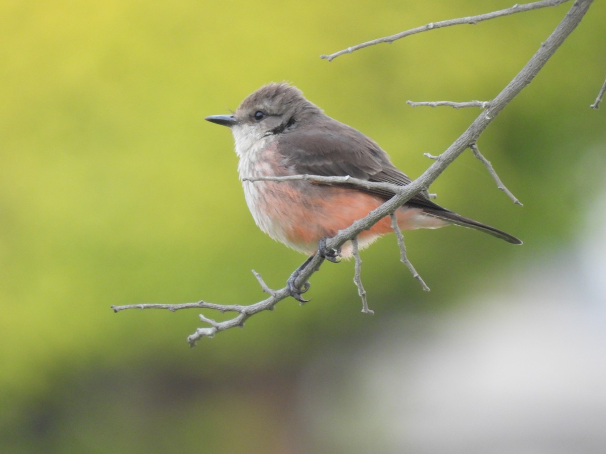 Vermilion Flycatcher - ML644998991