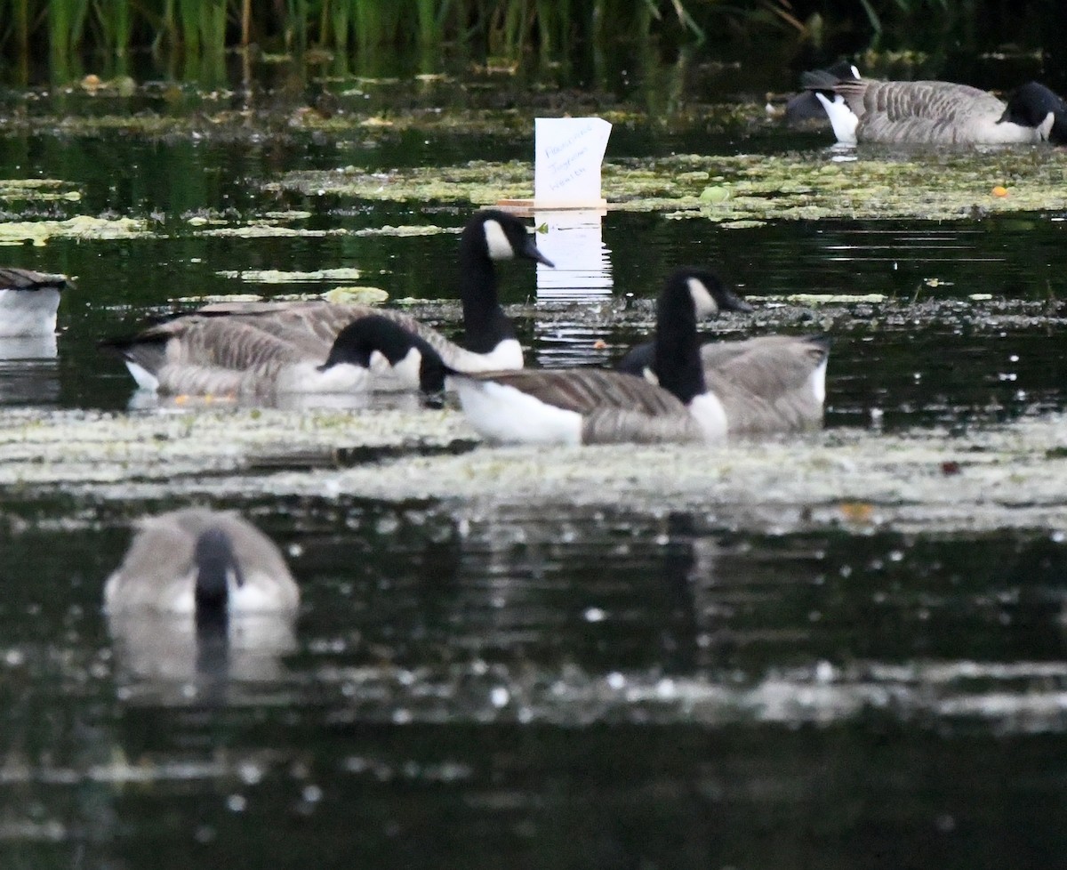 Barnacla Canadiense Grande - ML644999034