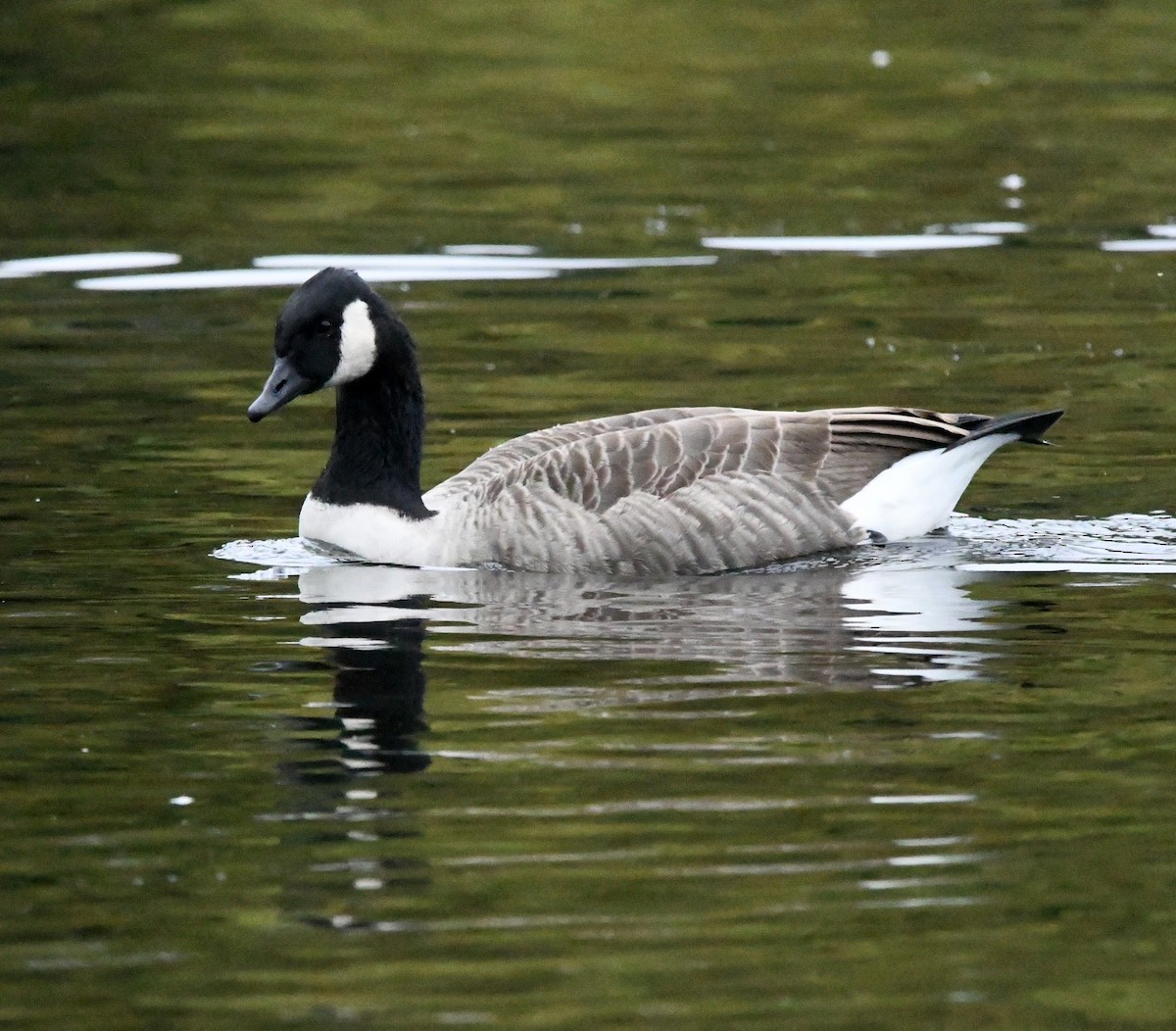 Barnacla Canadiense Grande - ML644999035