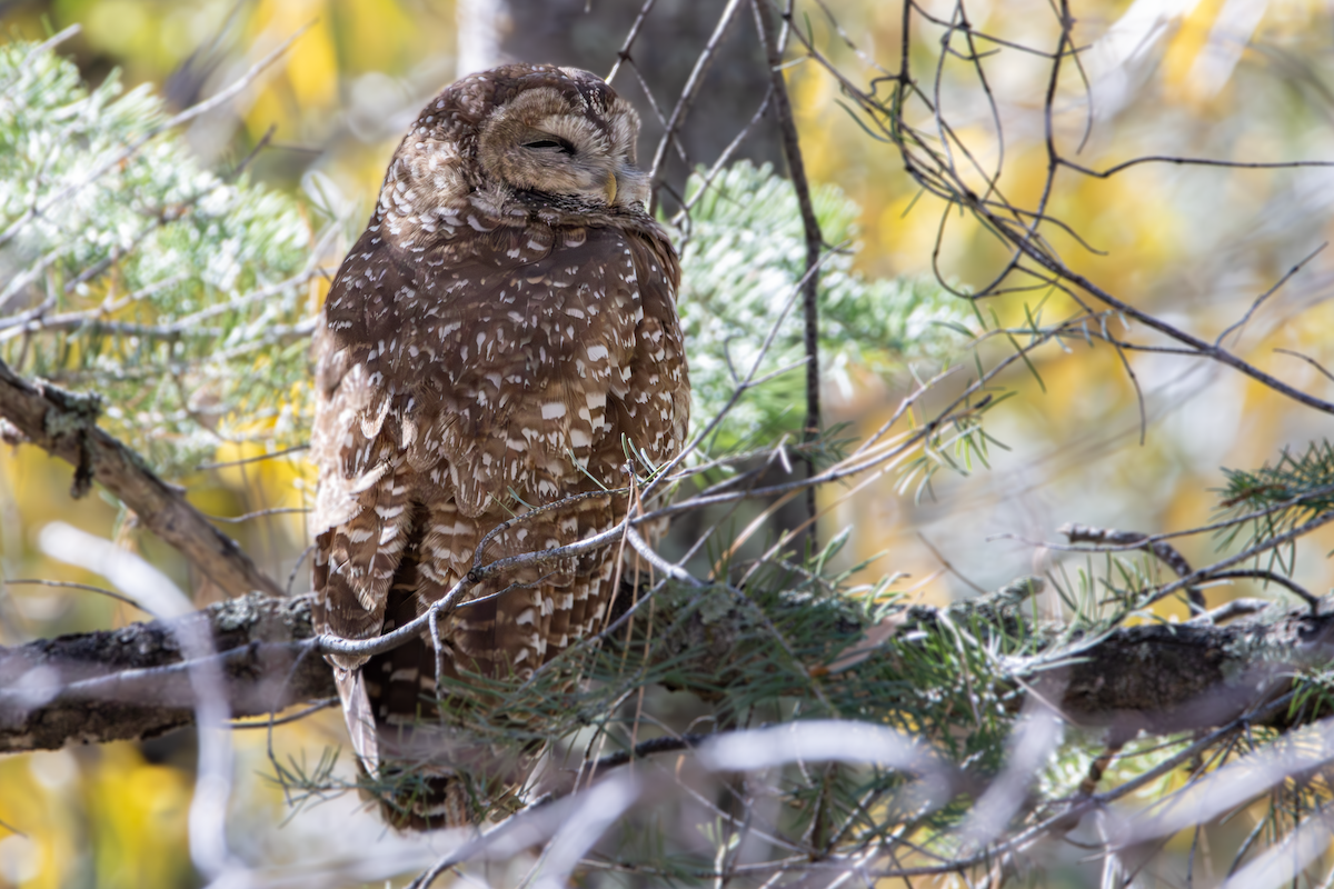 Chouette tachetée (lucida) - ML644999042