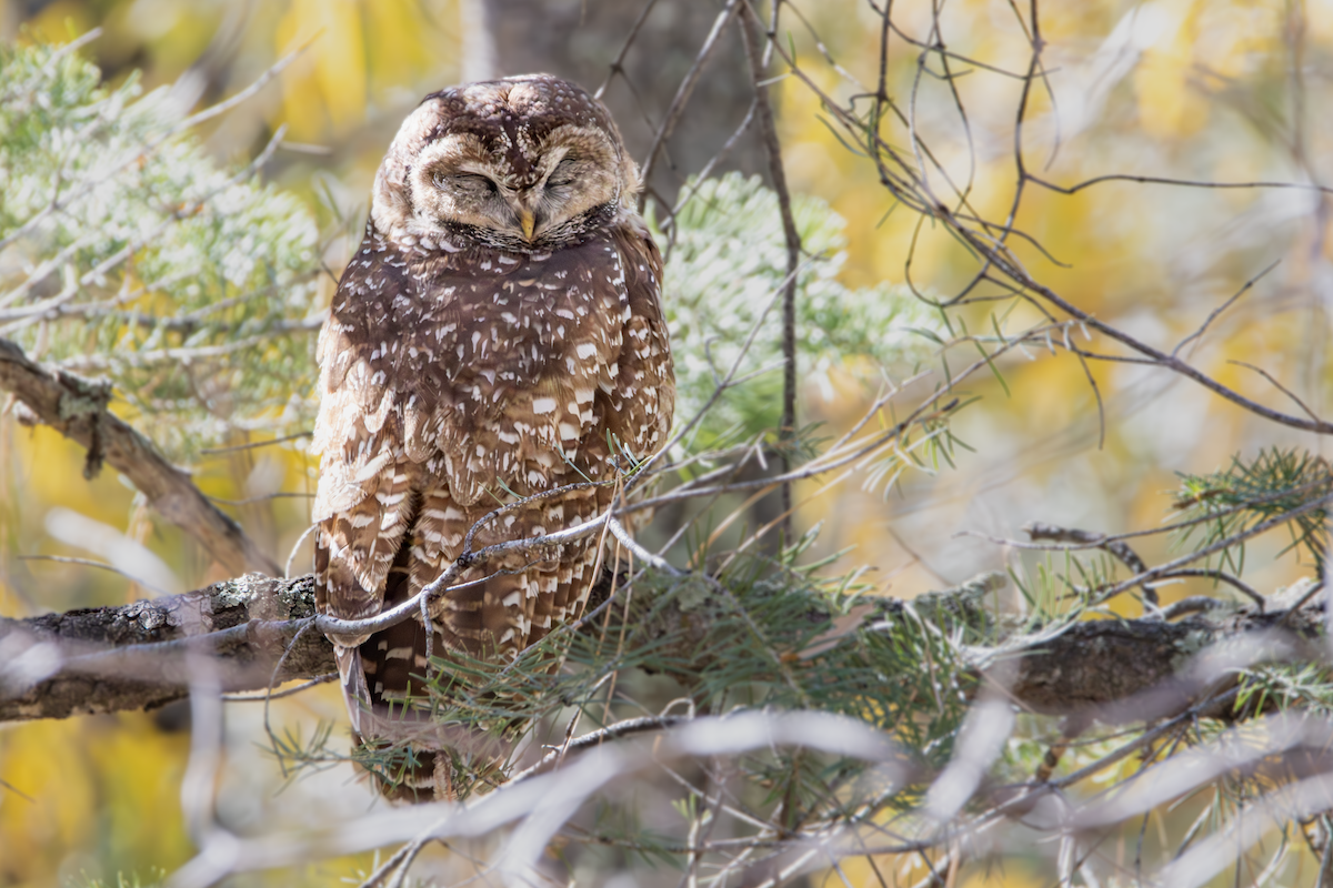 Chouette tachetée (lucida) - ML644999043