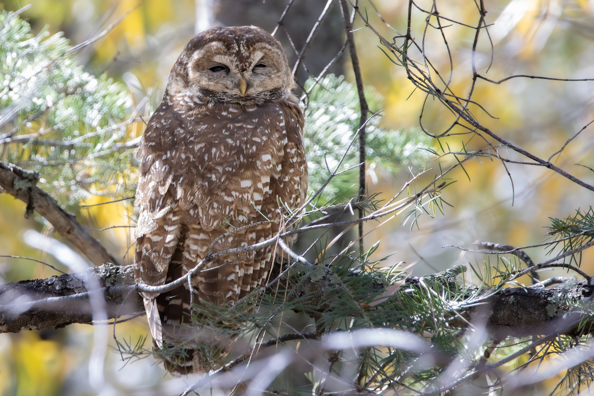 Chouette tachetée (lucida) - ML644999044