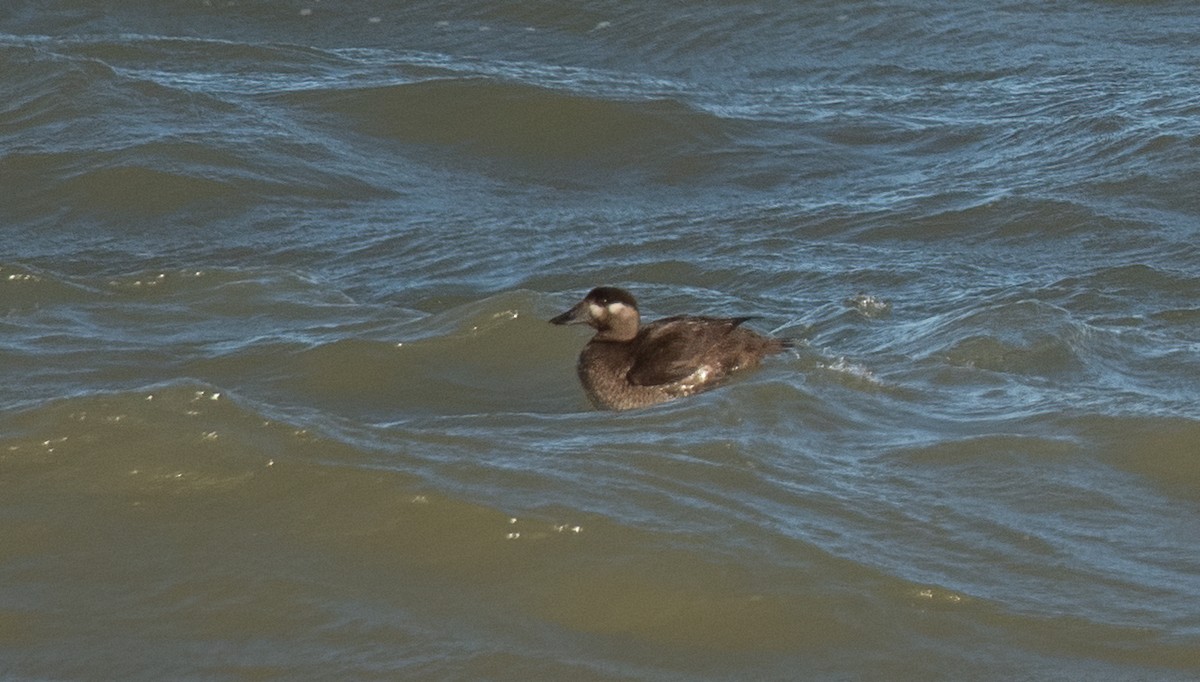 Surf Scoter - ML644999049