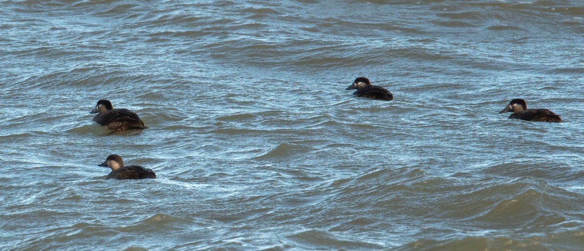 Surf Scoter - ML644999050