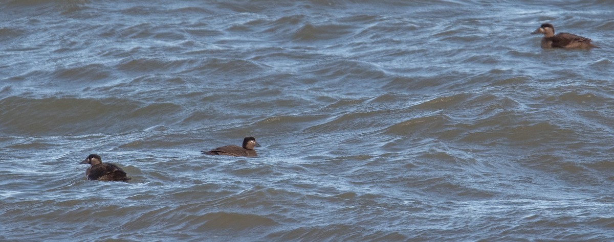 Surf Scoter - ML644999051
