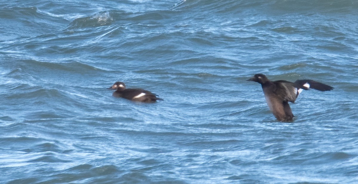 White-winged Scoter - ML644999055