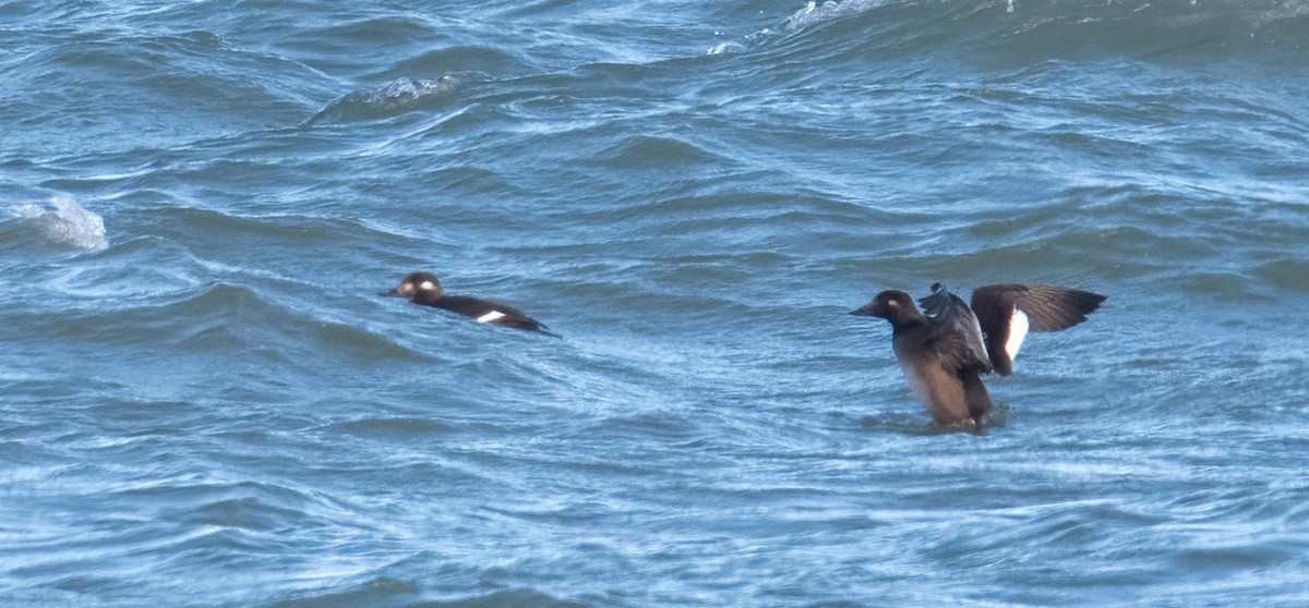 White-winged Scoter - ML644999056