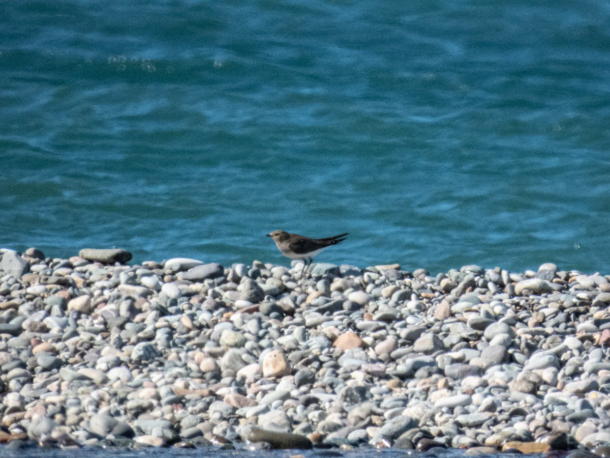 Black-winged Pratincole - ML644999060