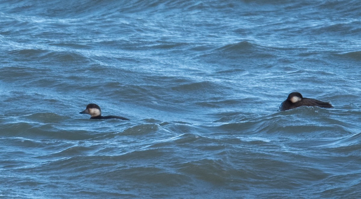 Black Scoter - ML644999063