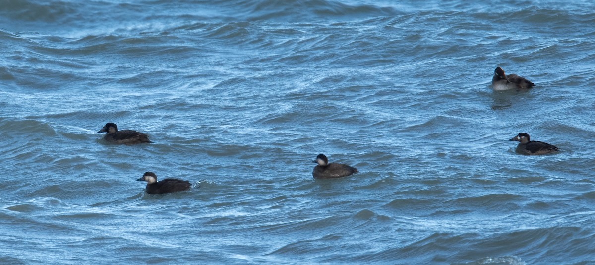 Black Scoter - ML644999064