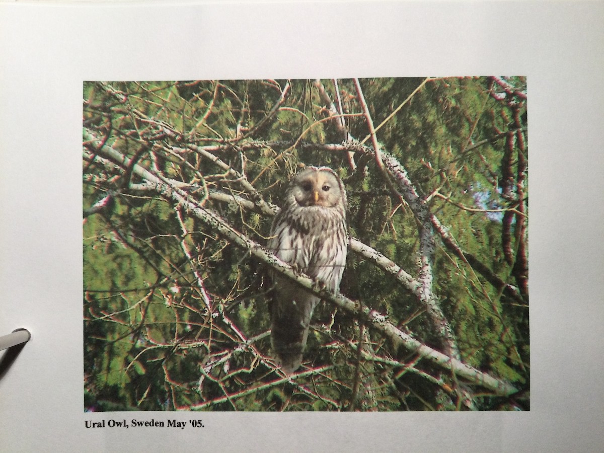 Ural Owl - ML644999067