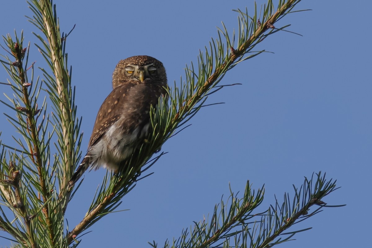Northern Pygmy-Owl - ML644999069