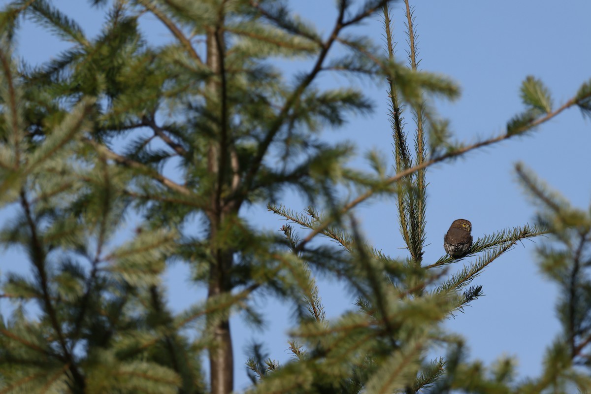 Northern Pygmy-Owl - ML644999070