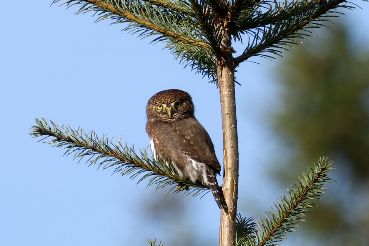Northern Pygmy-Owl - ML644999071