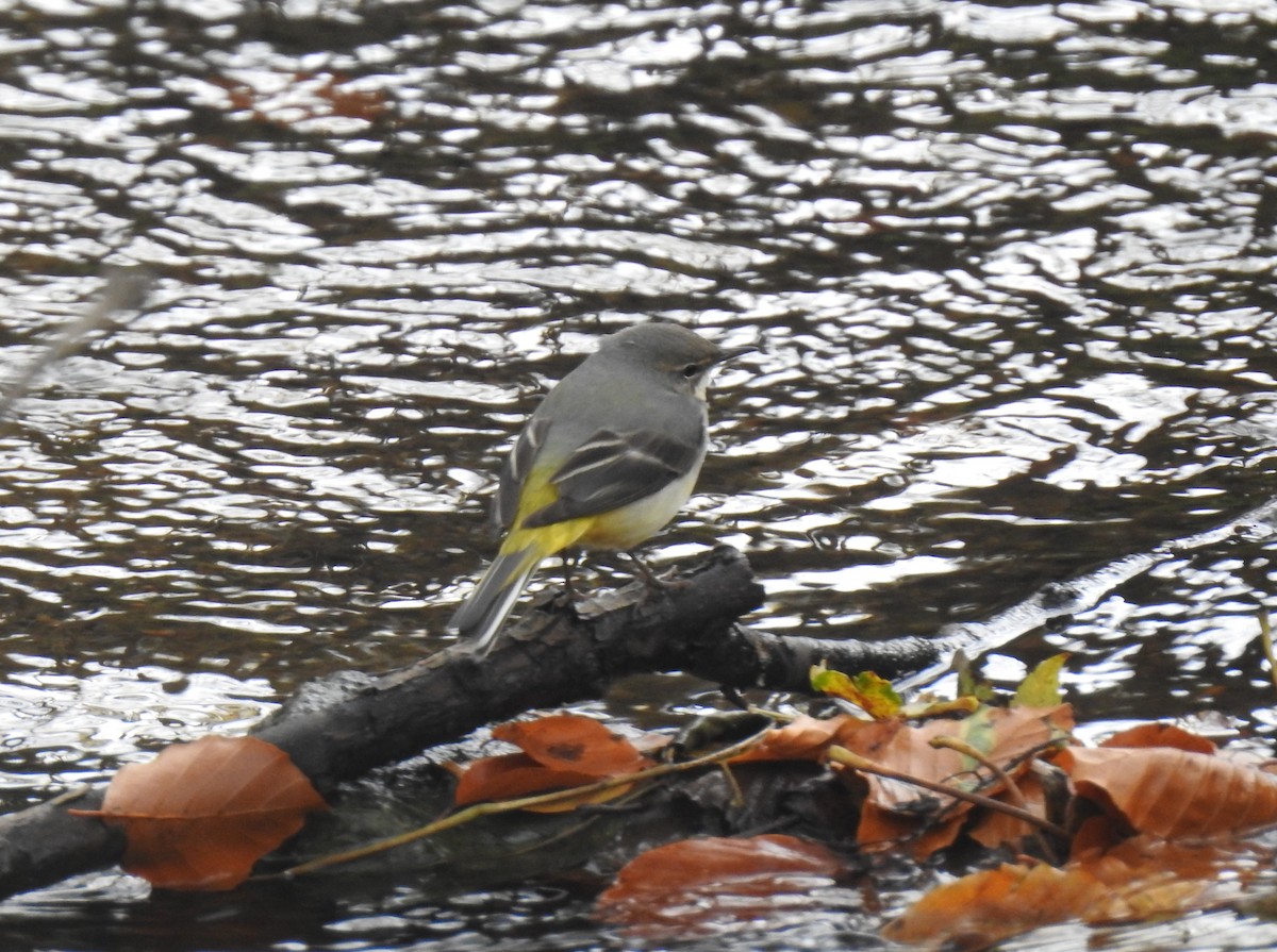 Gray Wagtail - ML644999096