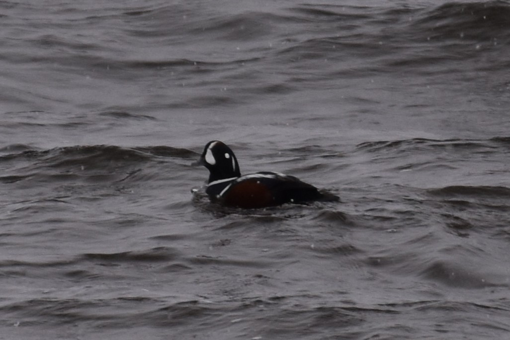 Harlequin Duck - ML644999098