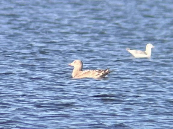 racek americký - ML644999099