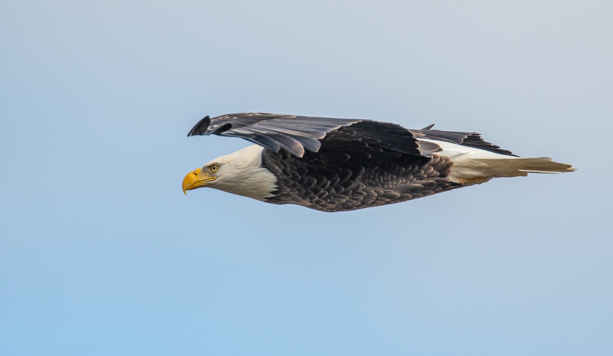 Bald Eagle - ML644999101