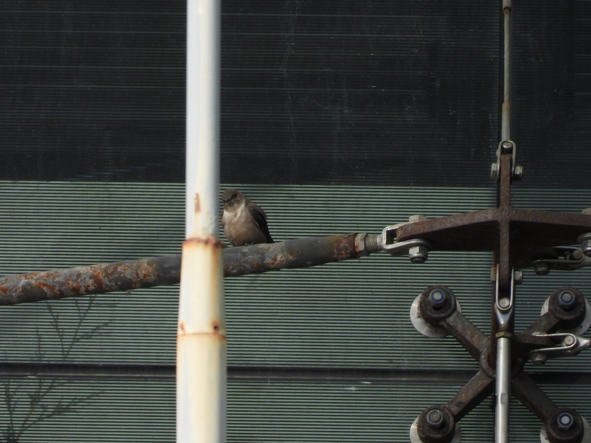 Eurasian Crag-Martin - ML644999103