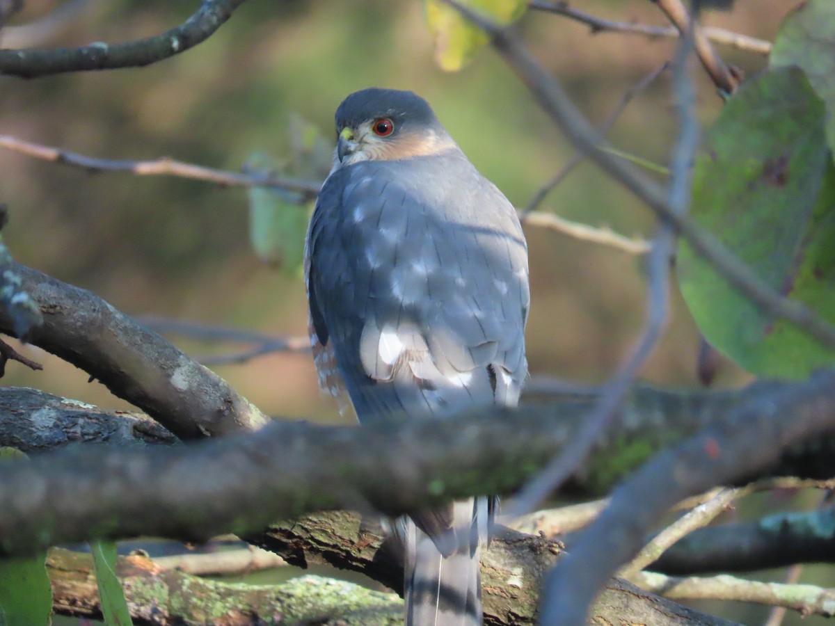 krahujec americký - ML644999117