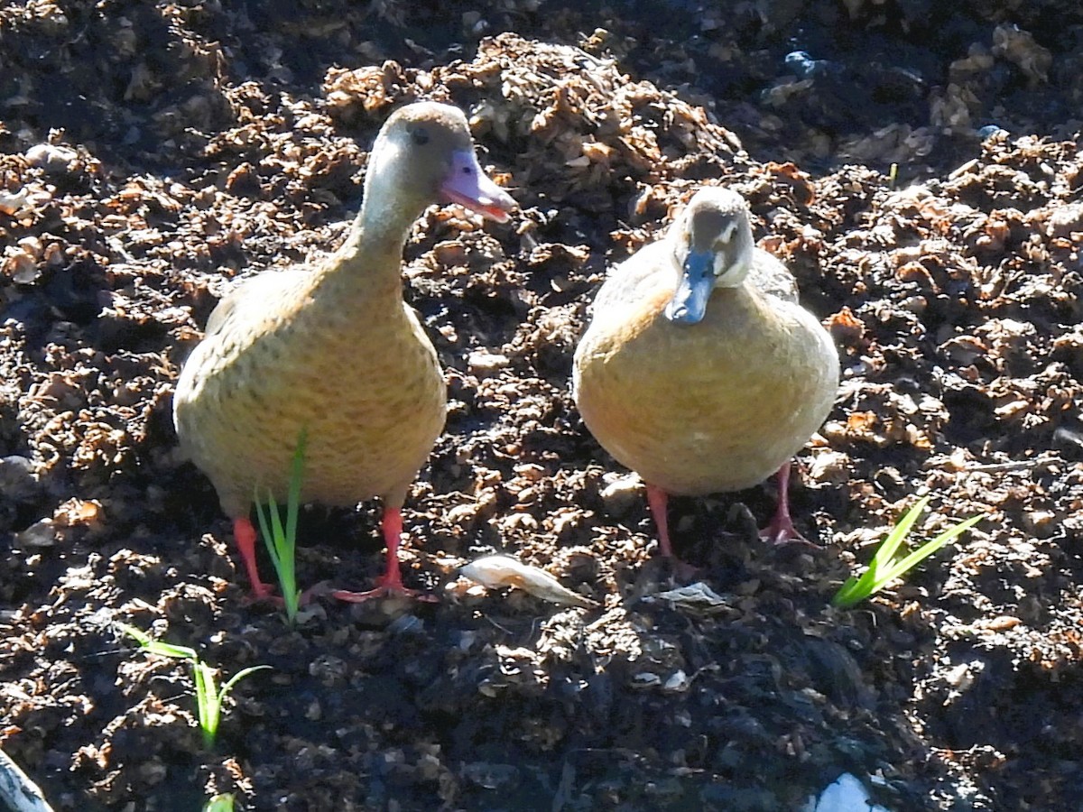 Brazilian Teal - ML644999120