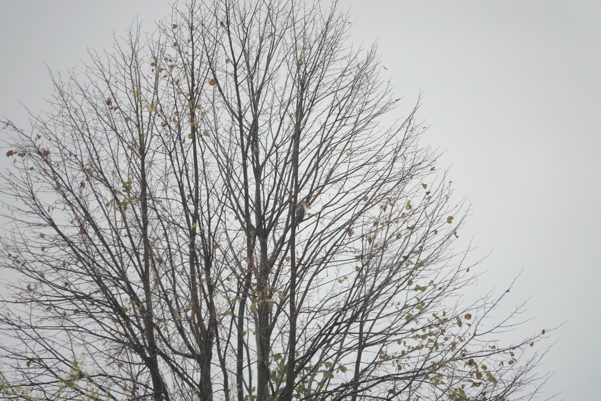 Cooper's Hawk - ML644999121