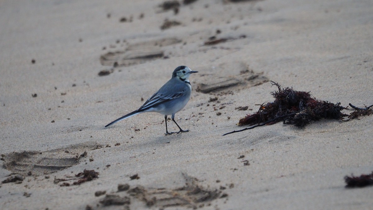 White Wagtail - ML644999124
