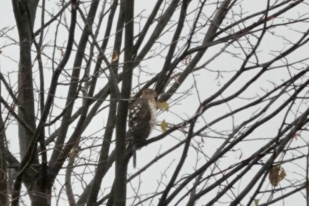 Cooper's Hawk - ML644999129